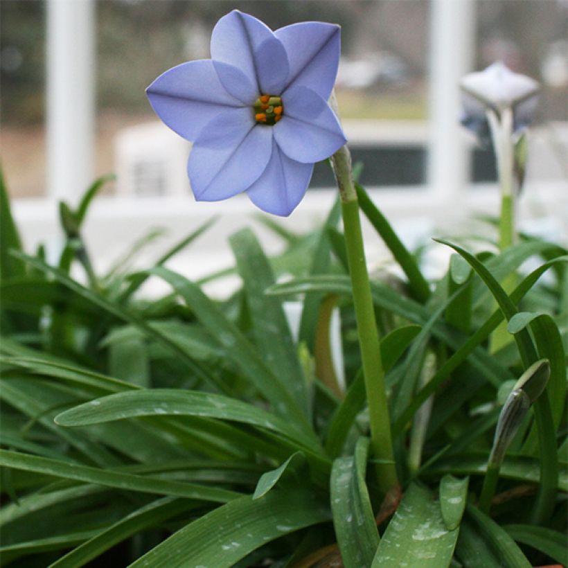 Ipheion uniflorum Rolf Fiedler (Porte)