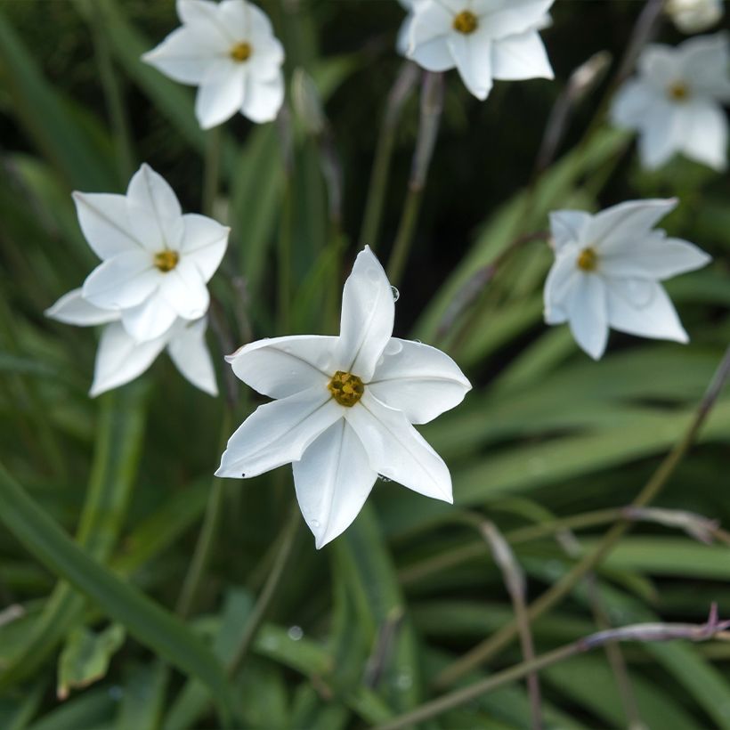 Ipheion uniflorum Alberto Castillo - Etoile de printemps (Floración)