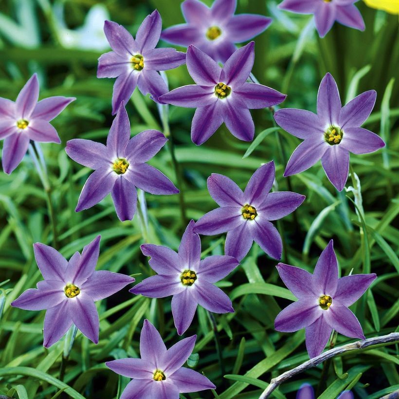 Ipheion uniflorum Froyle Mill (Floración)