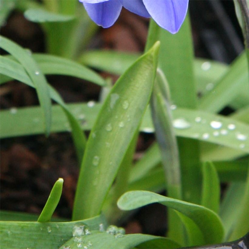 Ipheion uniflorum Jessie (Follaje)