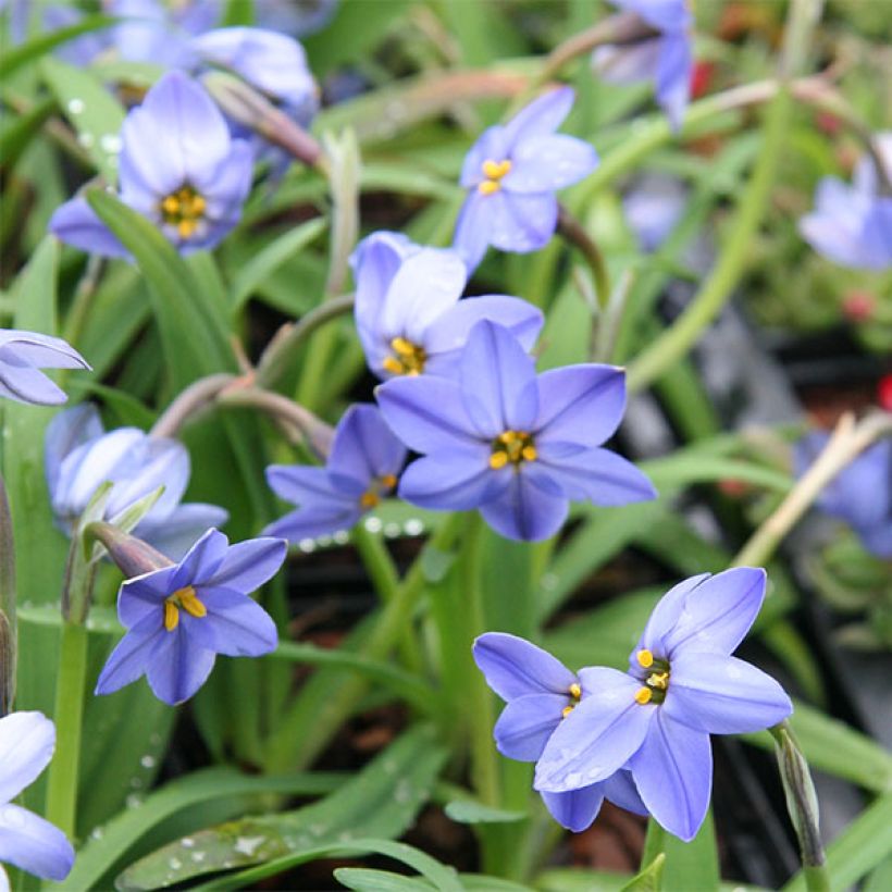 Ipheion uniflorum Jessie (Floración)