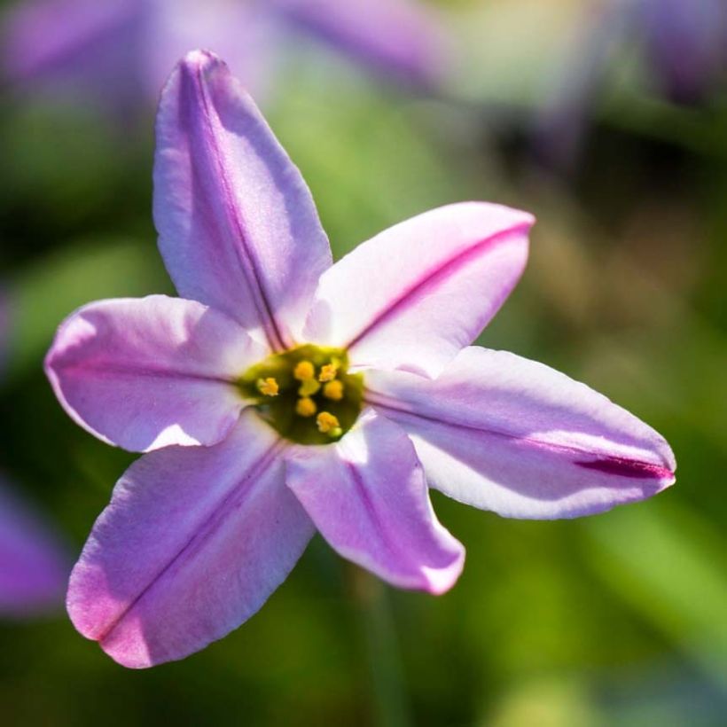 Ipheion uniflorum Tessa (Floración)