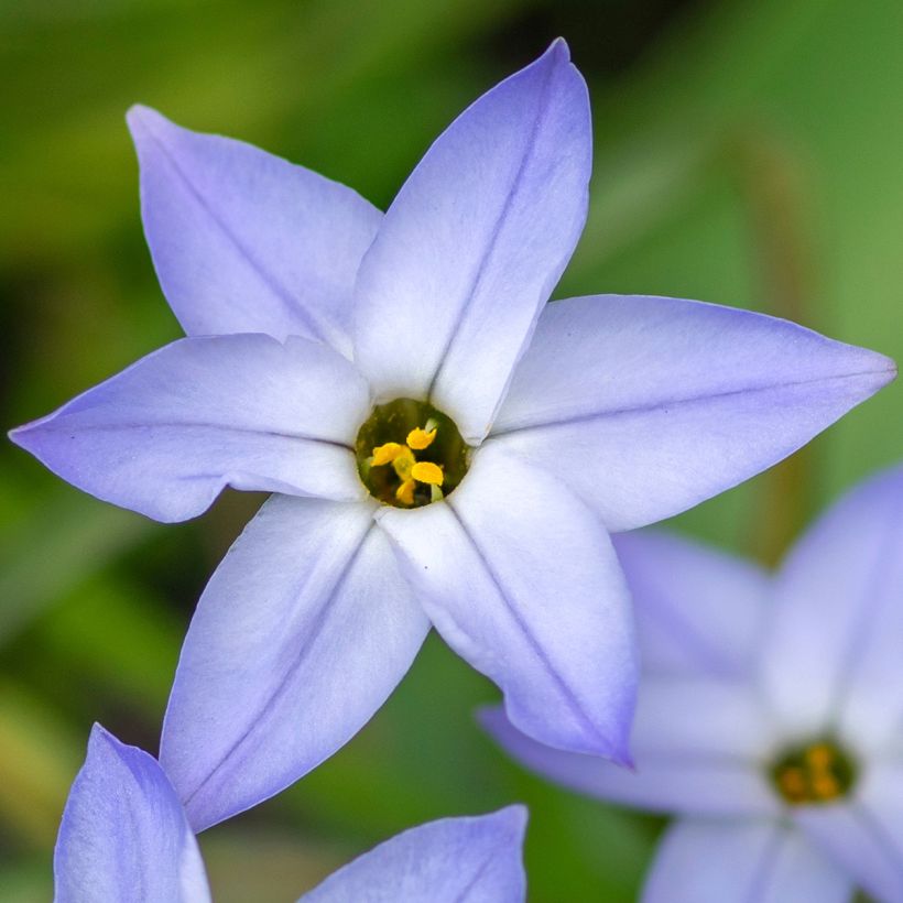 Ipheion uniflorum Wisley Blue (Floración)