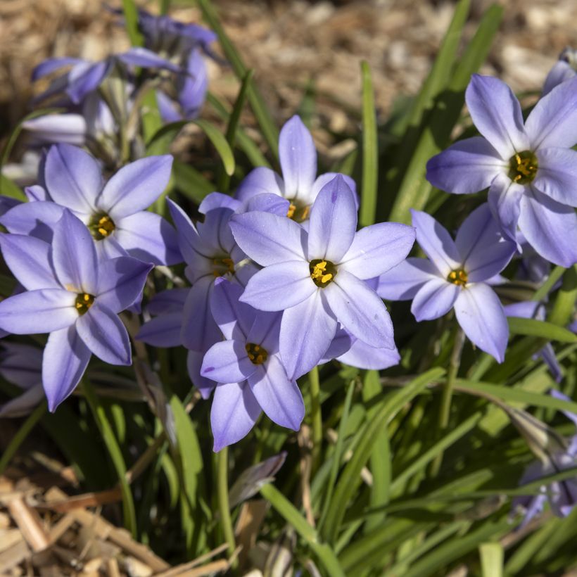 Ipheion uniflorum Wisley Blue (Porte)