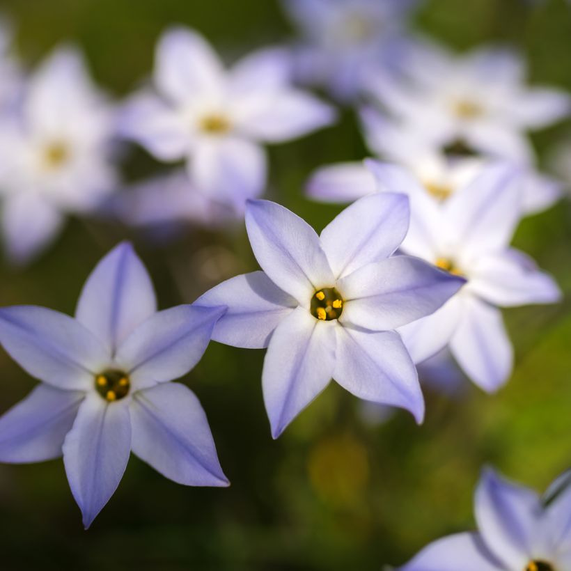 Ipheion uniflorum (Floración)