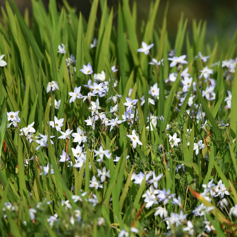 Ipheion uniflorum (Porte)