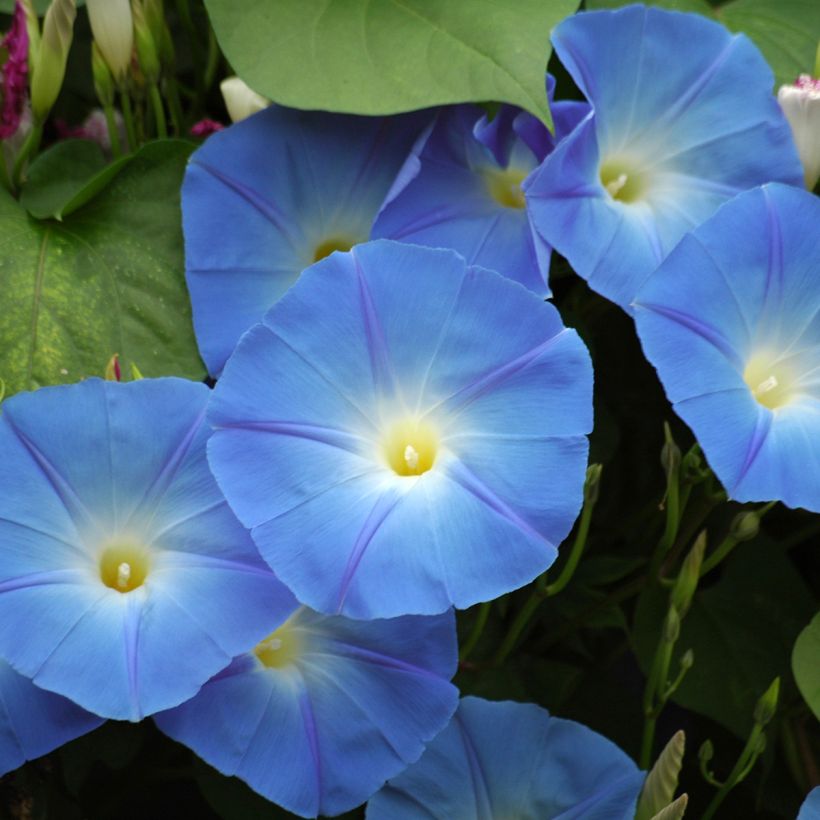 Ipomoea tricolor Heavenly Blue (Floración)