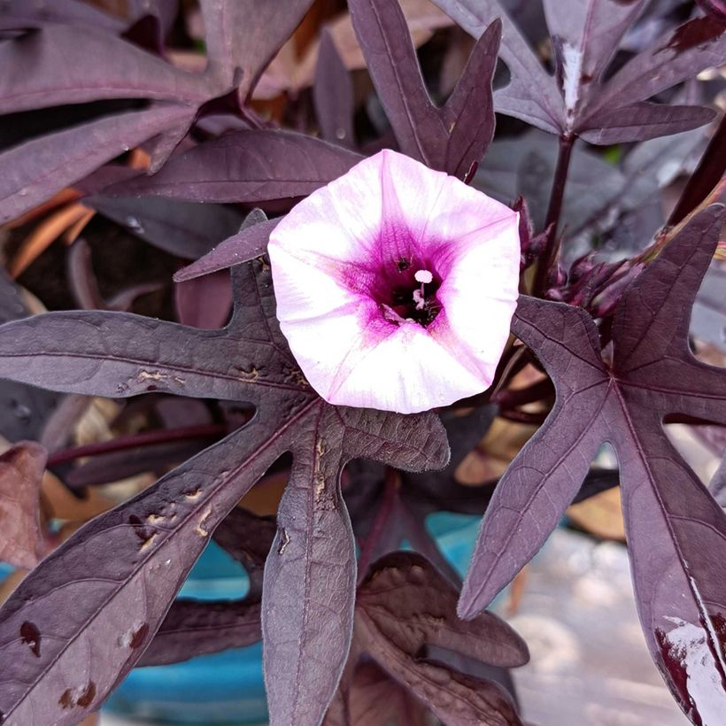 Ipomoea batatas Illusion Midnight Lace - Batata (Floración)