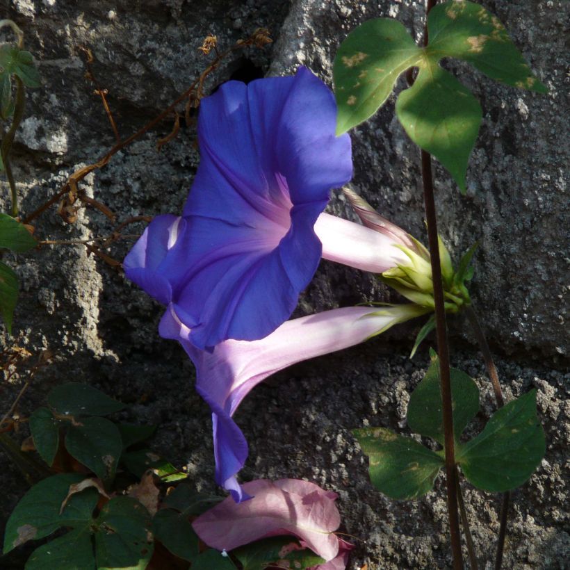 Ipomoea learii - Campanita morada (Floración)