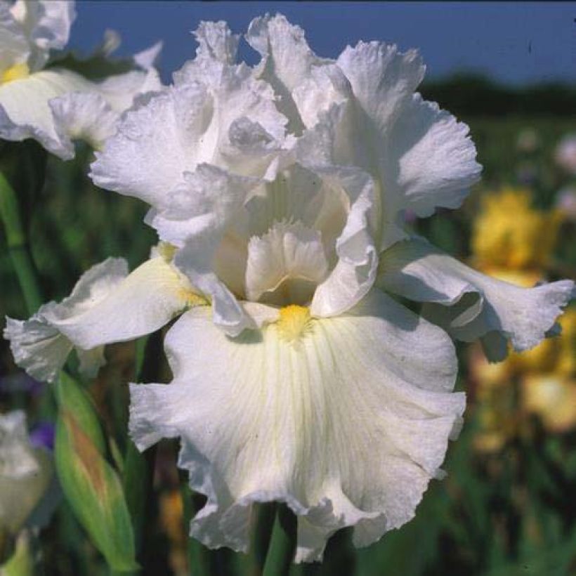 Iris germanica Arctic Age (Floración)