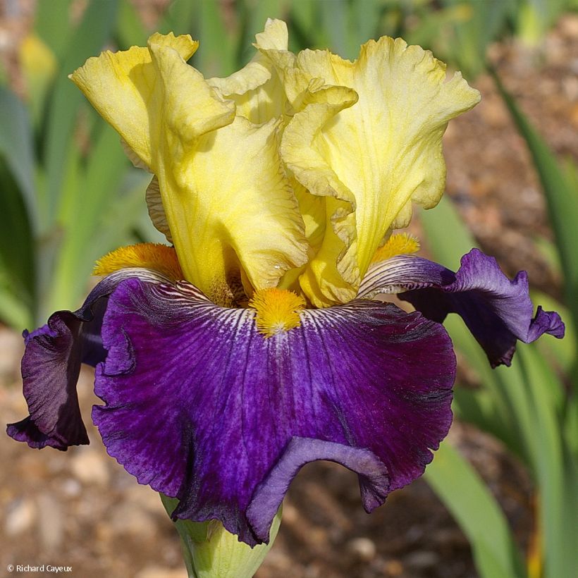 Iris germanica Je Vole (Floración)