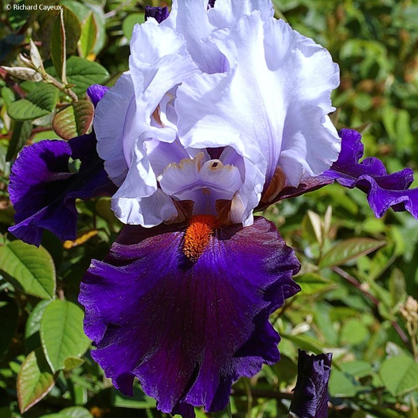 Iris germanica Magnétisme (Floración)