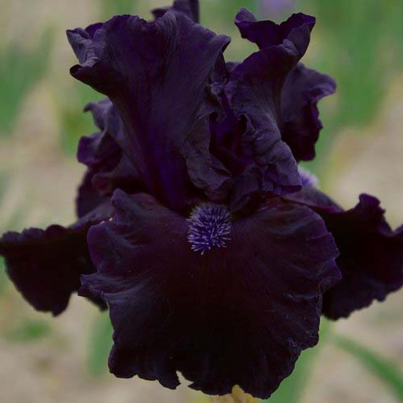 Iris germanica Obsidian (Floración)