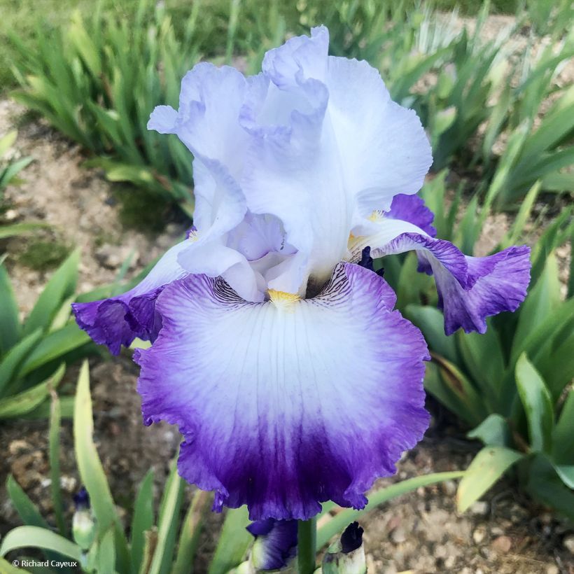 Iris germanica Pastel Printanier (Floración)