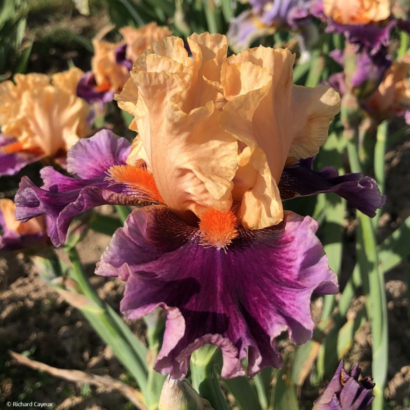 Iris germanica So beau (Floración)