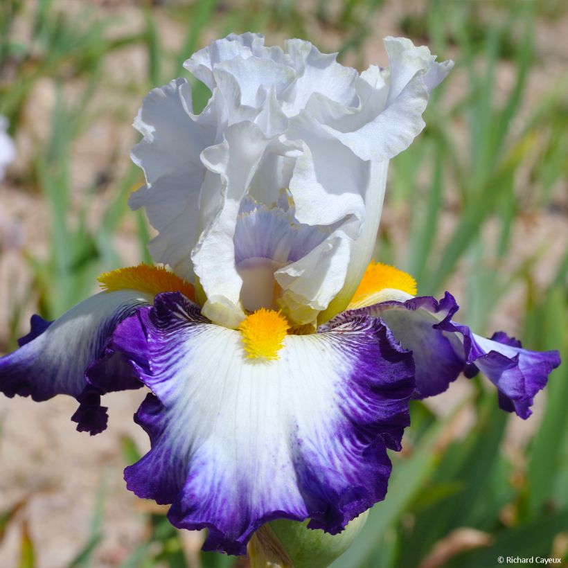 Iris germanica Virgule (Floración)