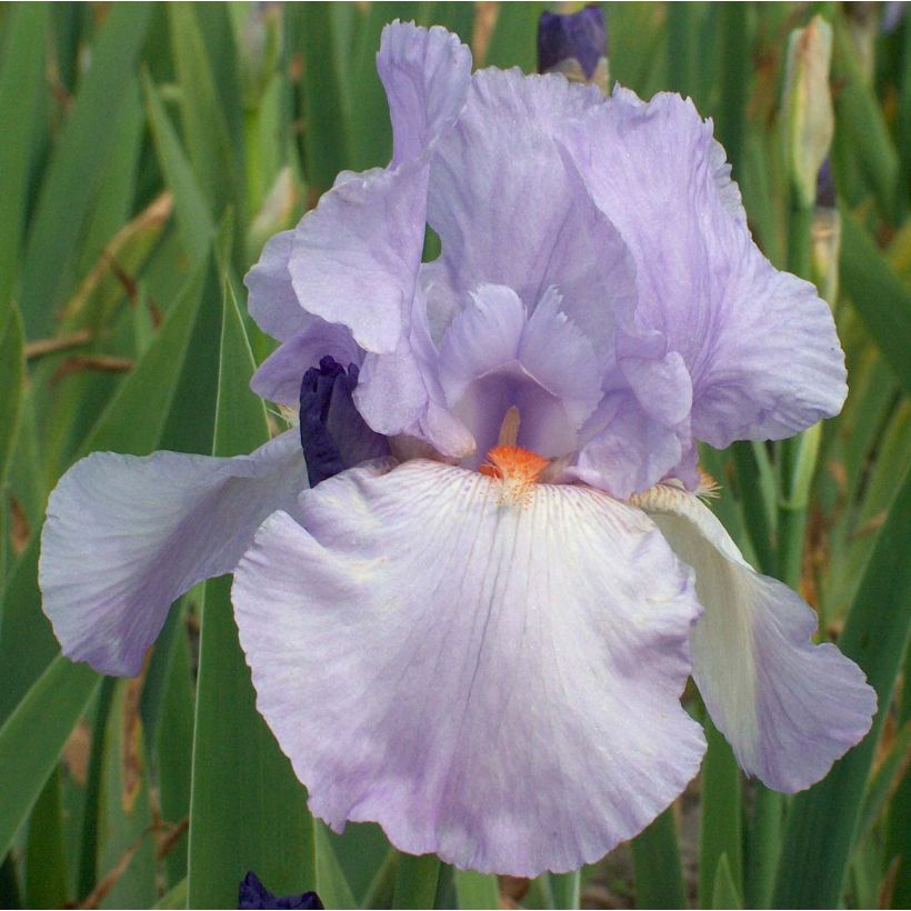 Iris germanica Late Lilac (Floración)