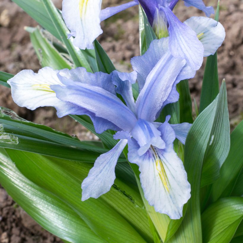 Iris aucheri (Floración)