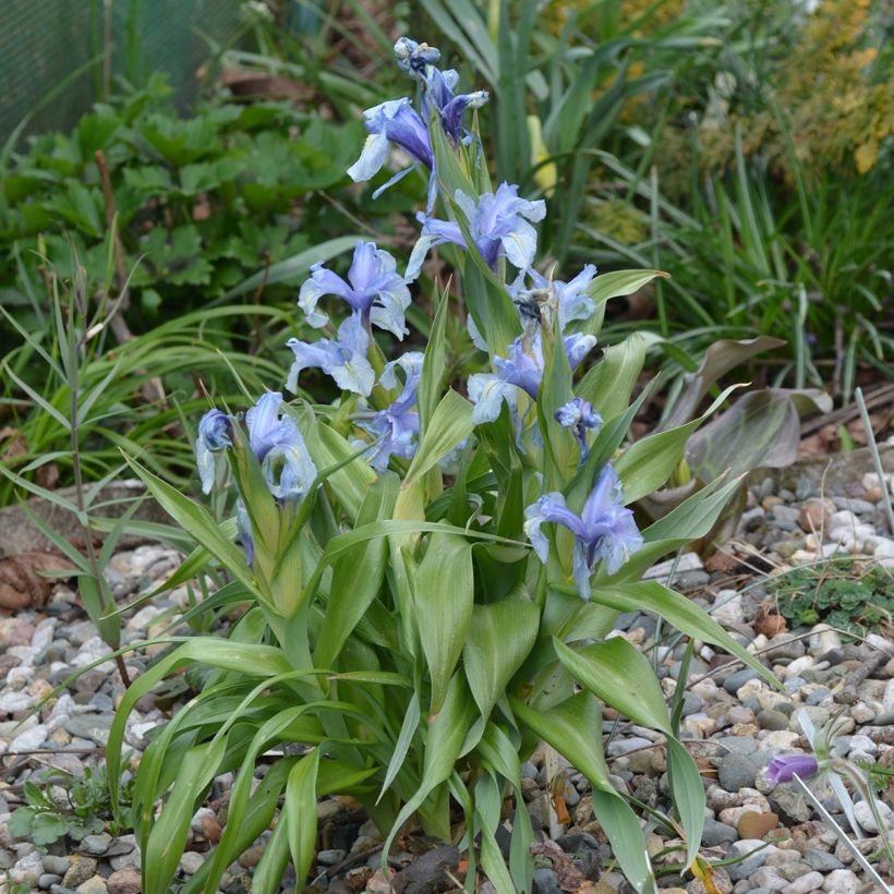 Iris aucheri (Porte)