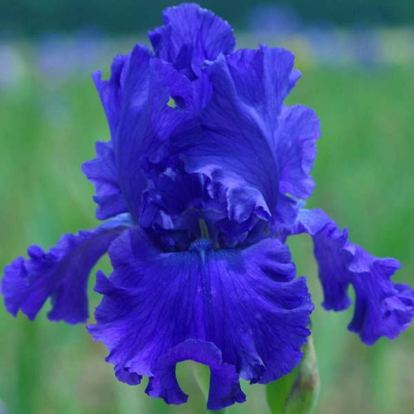 Iris germanica Blue Crusader (Floración)