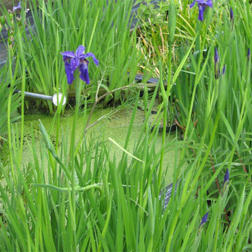 Iris bulleyana (Porte)