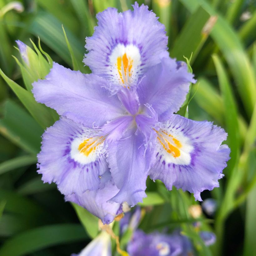 Iris confusa Martyn Rix (Floración)