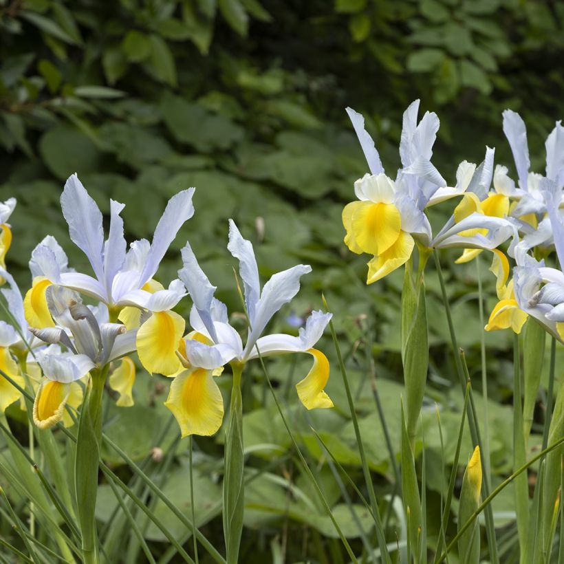 Iris hollandica Apollo - Iris de Holanda (Porte)