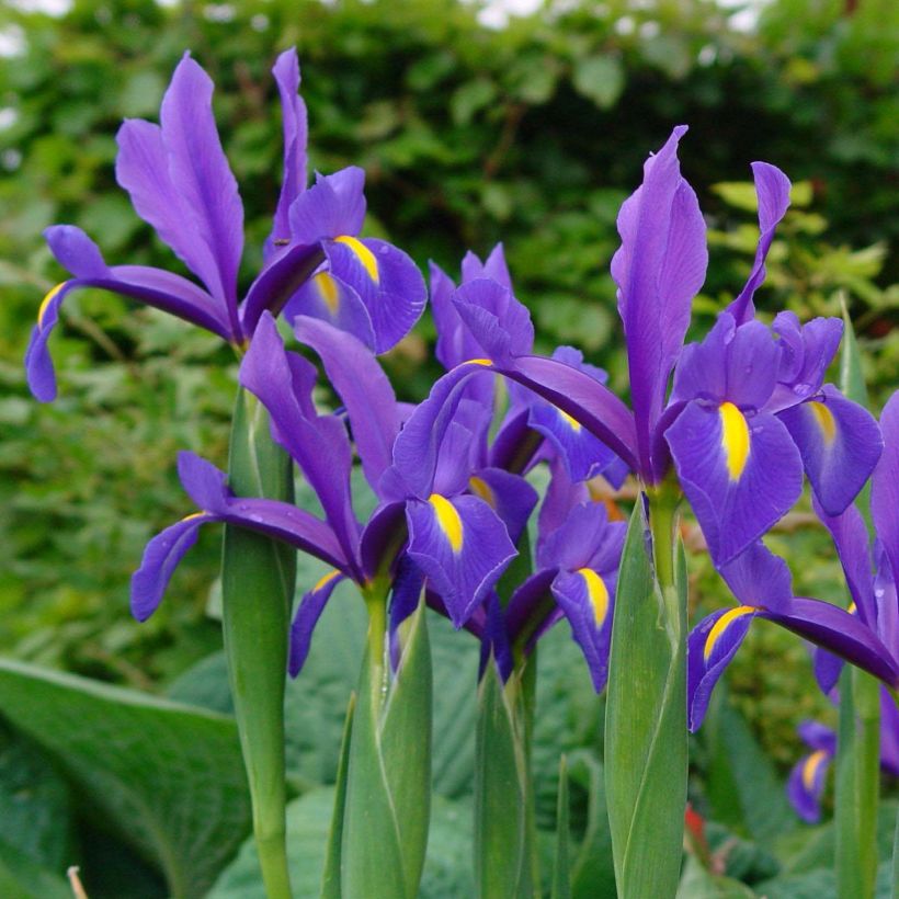 Iris hollandica Blue Magic - Iris de Holanda (Floración)