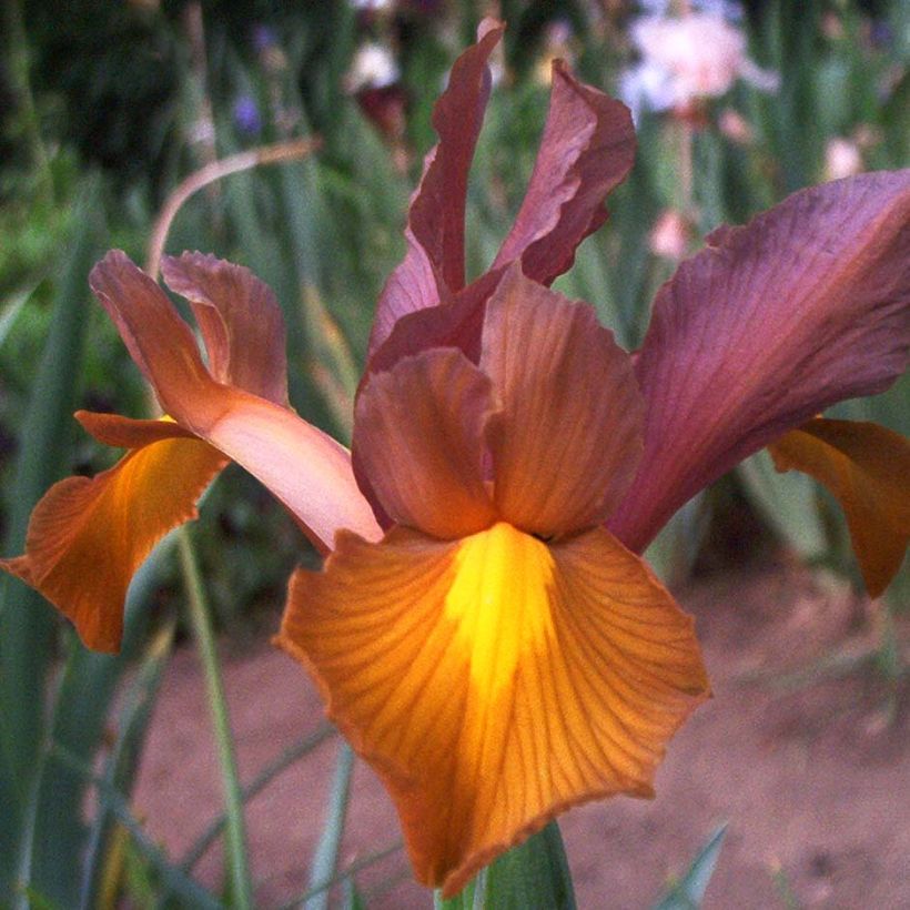 Iris hollandica Bronze Queen - Iris de Holanda (Floración)