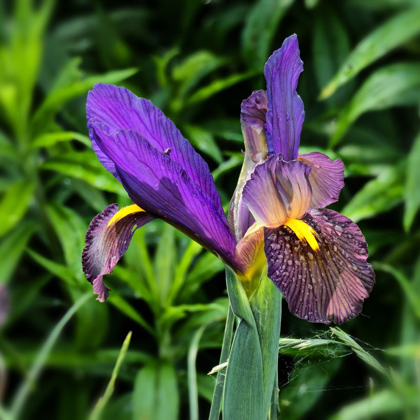 Iris hollandica Eye of the Tiger - Iris de Holanda (Floración)