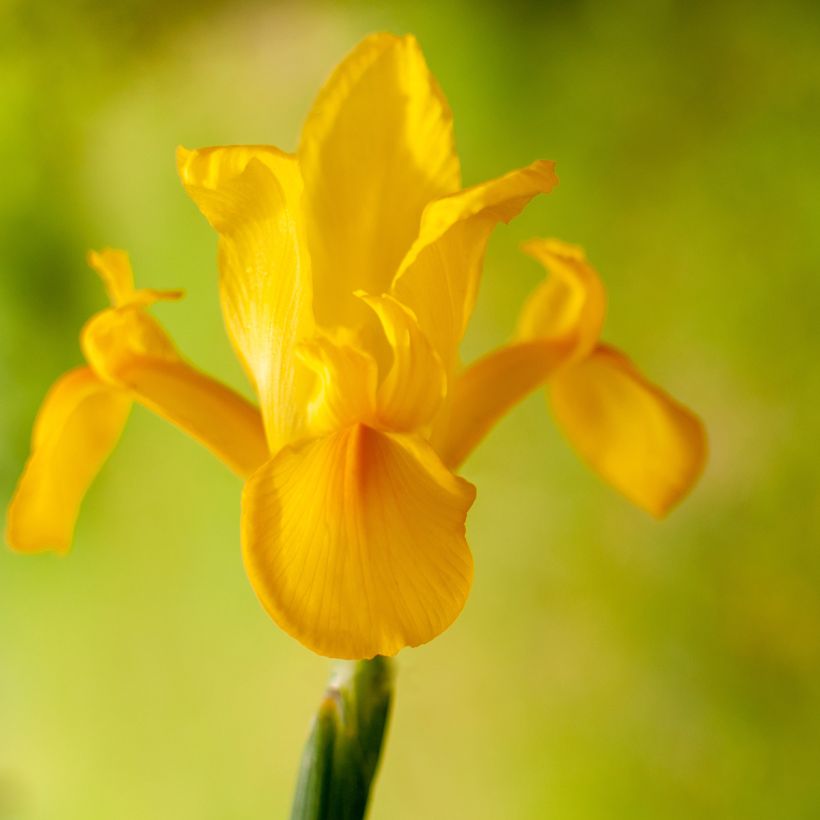 Iris hollandica Golden Harvest - Iris de Holanda (Floración)