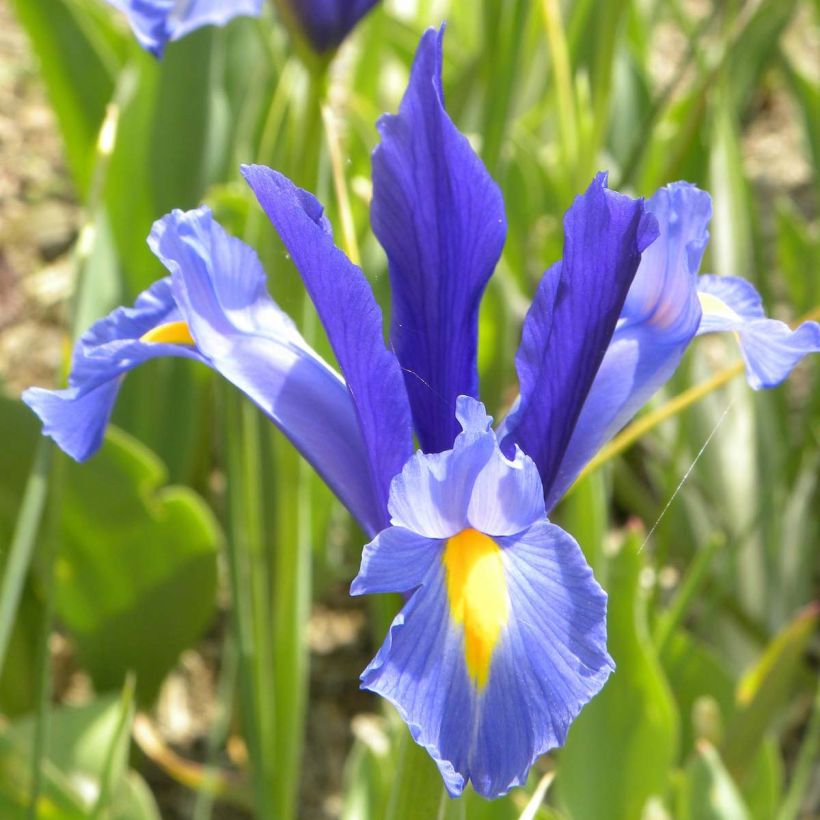 Iris hollandica Sapphire Beauty - Iris de Holanda (Floración)