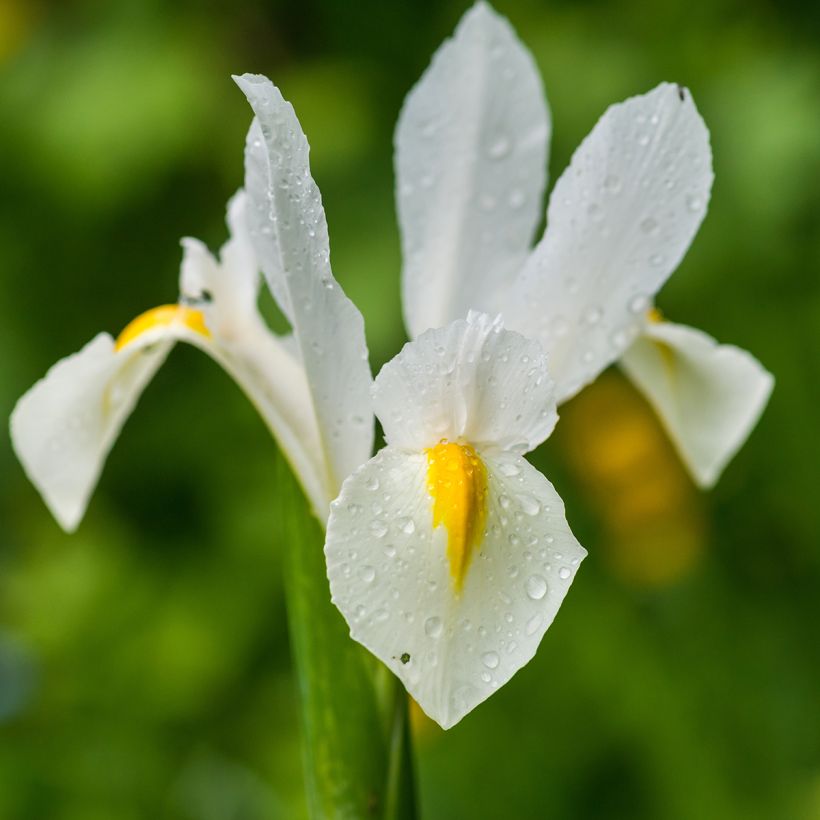 Iris hollandica White Excelsior - Iris de Holanda (Floración)