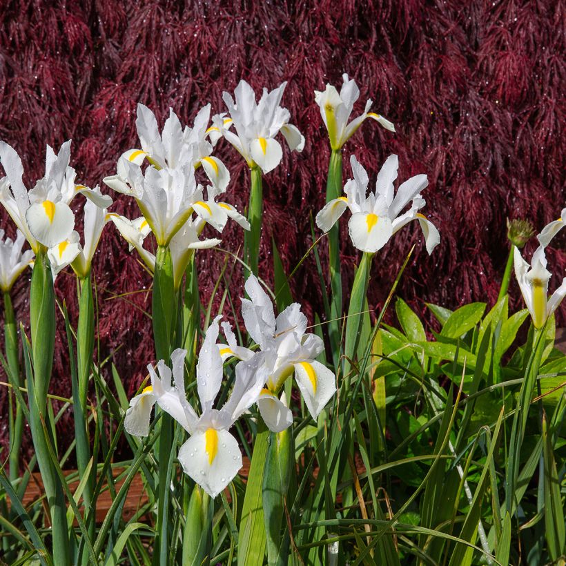 Iris hollandica White Excelsior - Iris de Holanda (Porte)