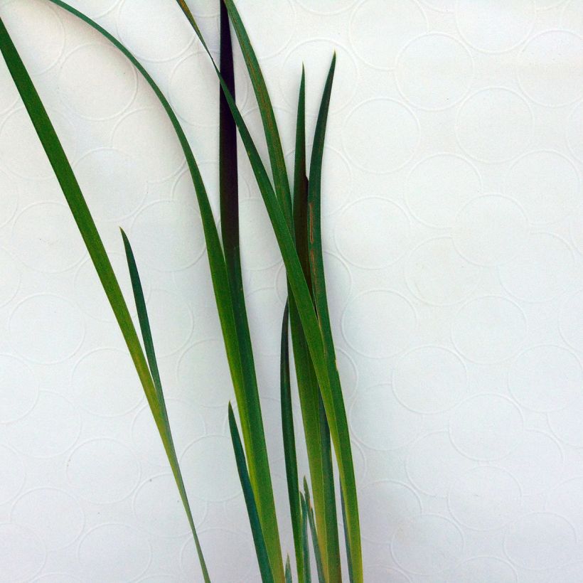 Lirio de Siberia Blue King - Iris sibirica (Follaje)