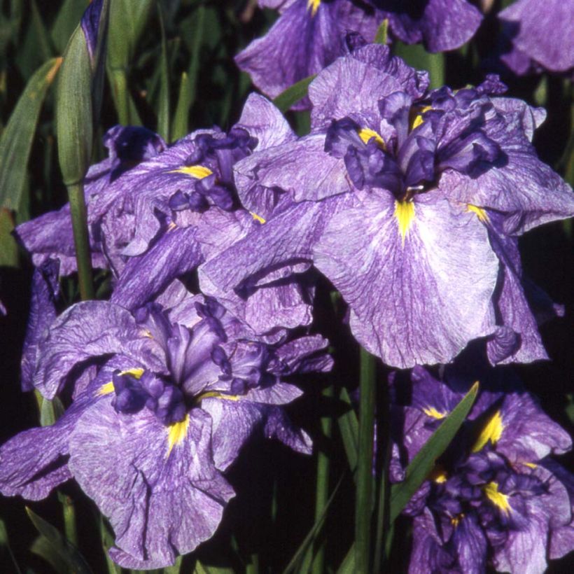 Iris Japonés Dainagon - Iris ensata (Floración)