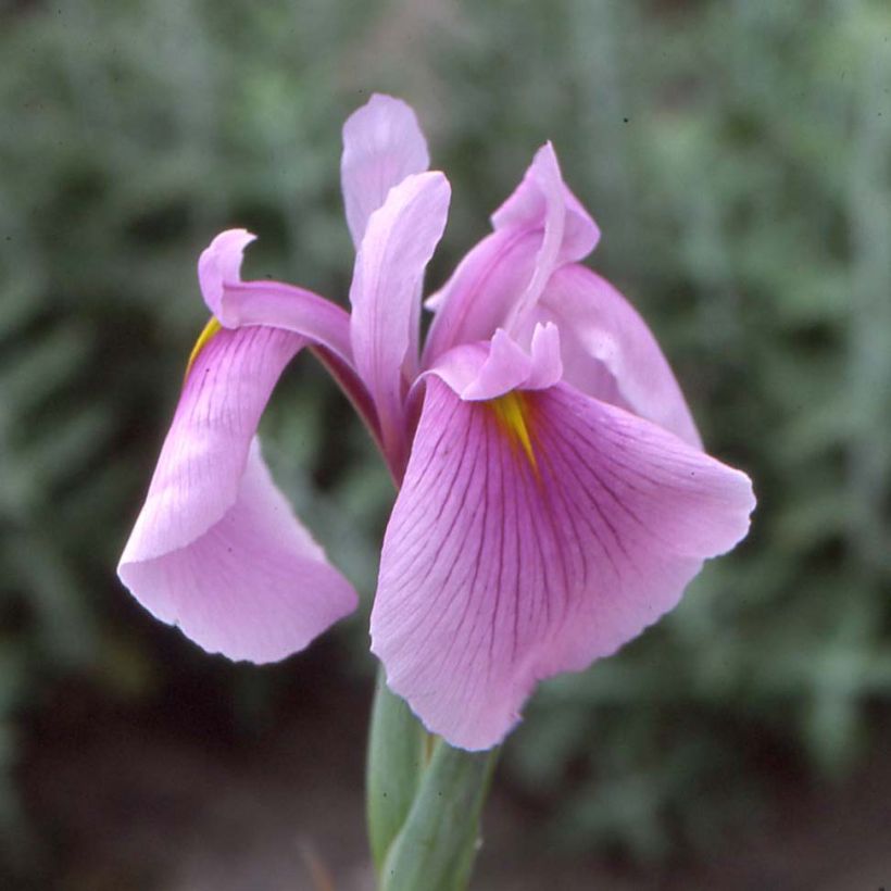 Iris Japonés Darling - Iris ensata (Floración)