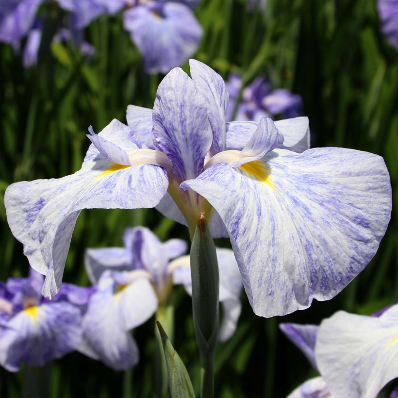 Iris Japonés Eden's Paintbrush - Iris ensata (Floración)