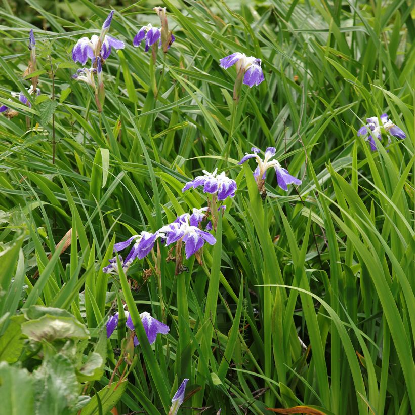 Iris Japonés Montrosa - Iris ensata (Porte)