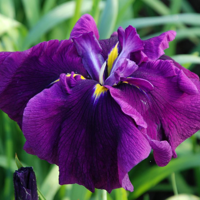 Iris Japonés Royal Banner - Iris ensata (Floración)