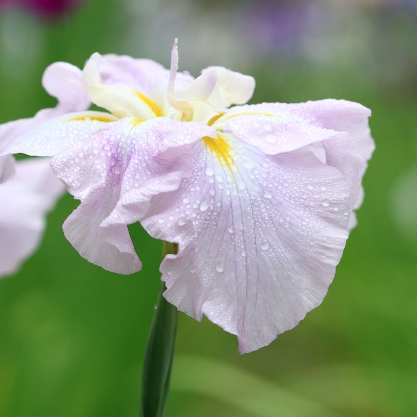 Iris Japonés World s Delight - Iris ensata (Floración)