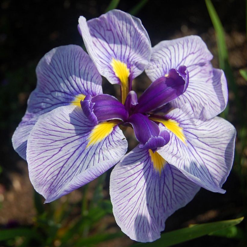 Iris Japonés Activity - Iris ensata (Floración)