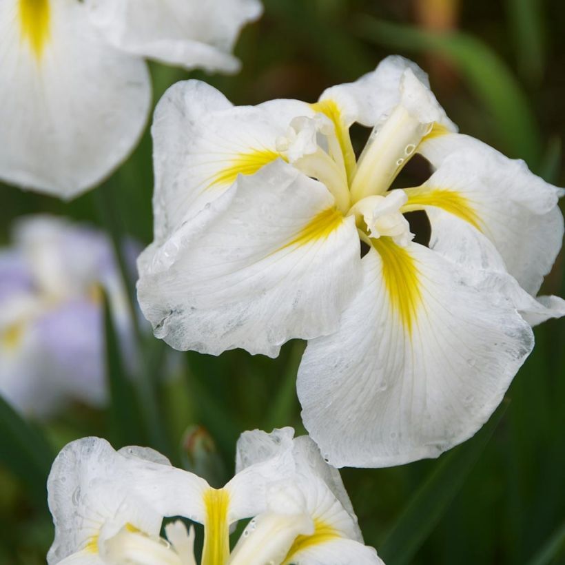 Iris Japonés Diamant - Iris ensata (Floración)