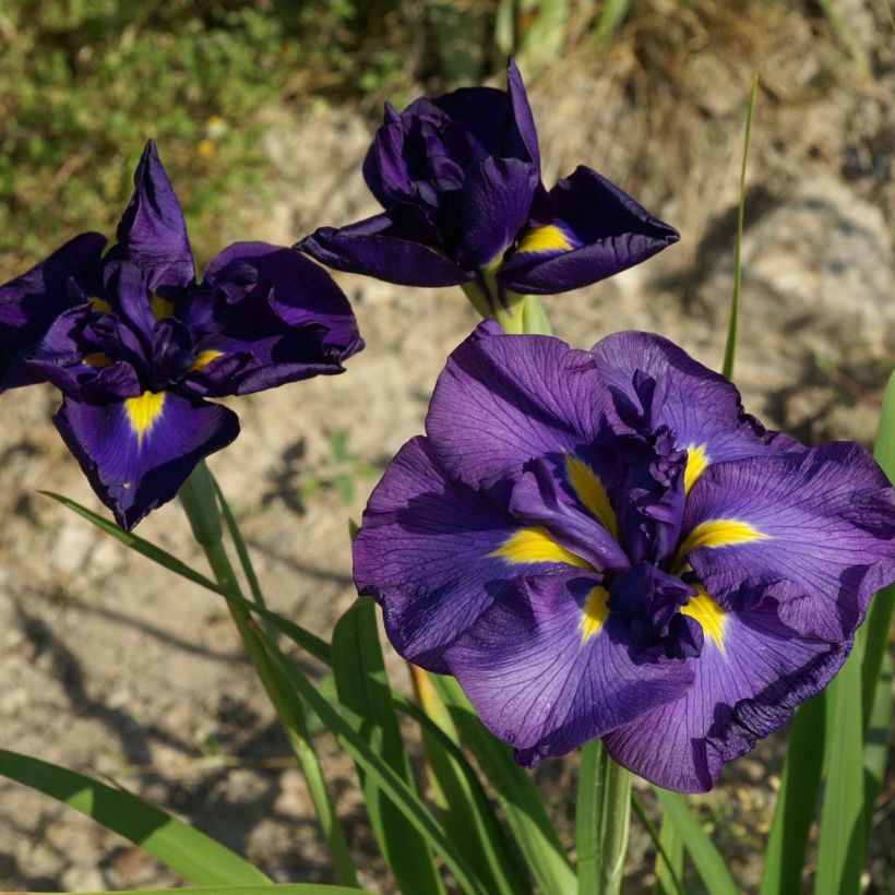 Iris Japonés Geisha-Hiskiki - Iris ensata (Floración)