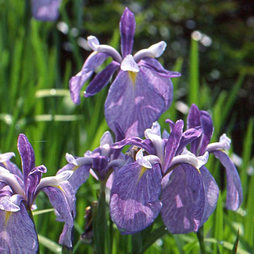 Iris Japonés Météor - Iris ensata (Floración)