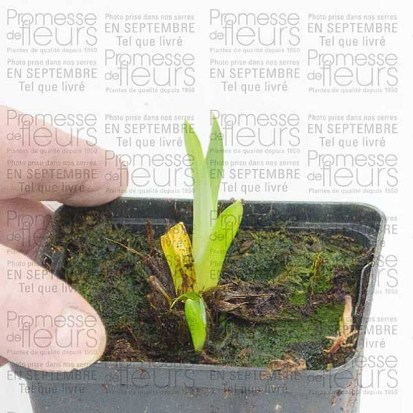 Ejemplo de ejemplar de Iris du Japon - Iris ensata Sensation Godet de 8 cm tal y como se entrega