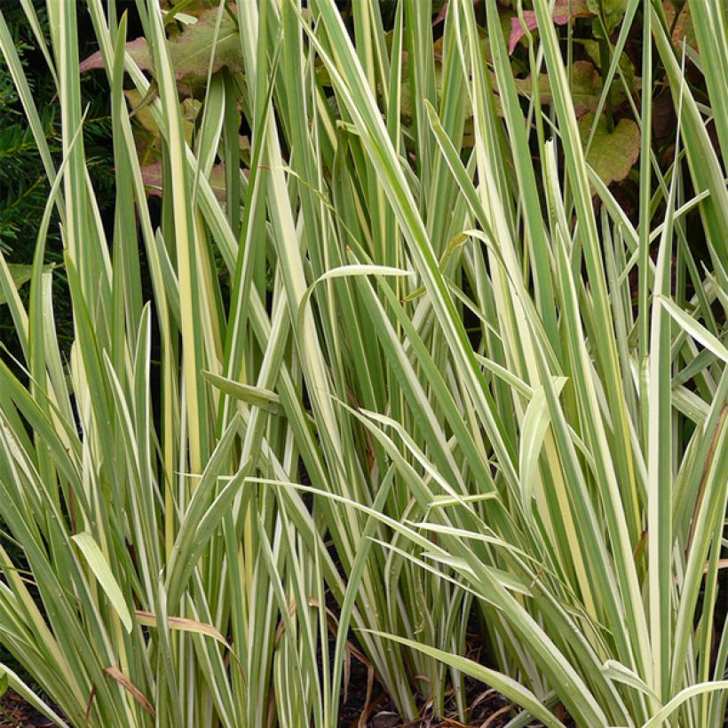 Iris Japonés Variegata - Iris ensata (Follaje)