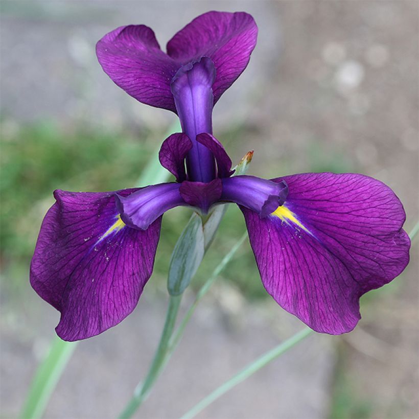 Iris Japonés Variegata - Iris ensata (Floración)