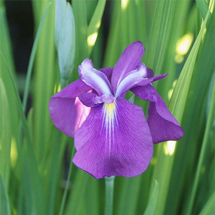 Iris Japonés Yezo Nishiki - Iris ensata (Floración)