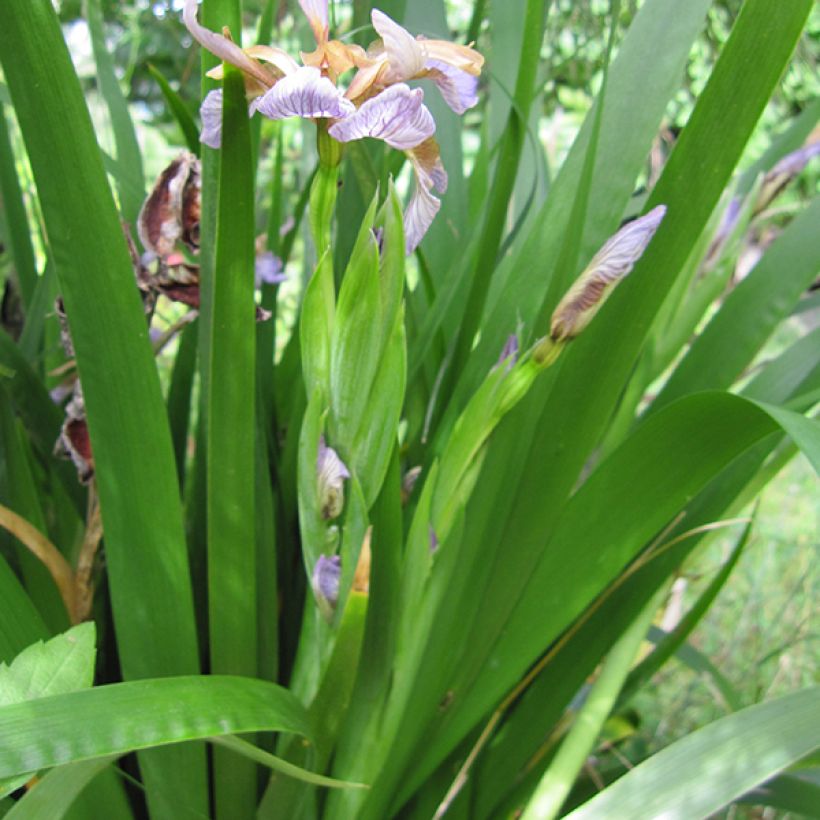 Iris foetidissima - Lirio hediondo (Follaje)